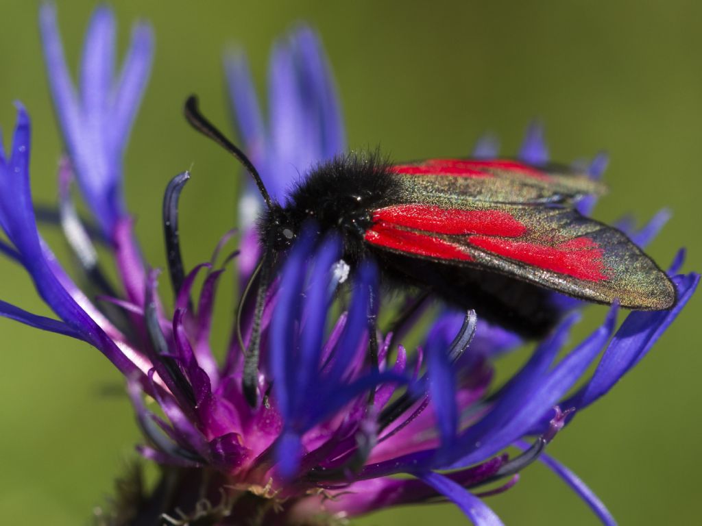 Quale Zygaena? Zygaena (Mesembrynus) purpuralis